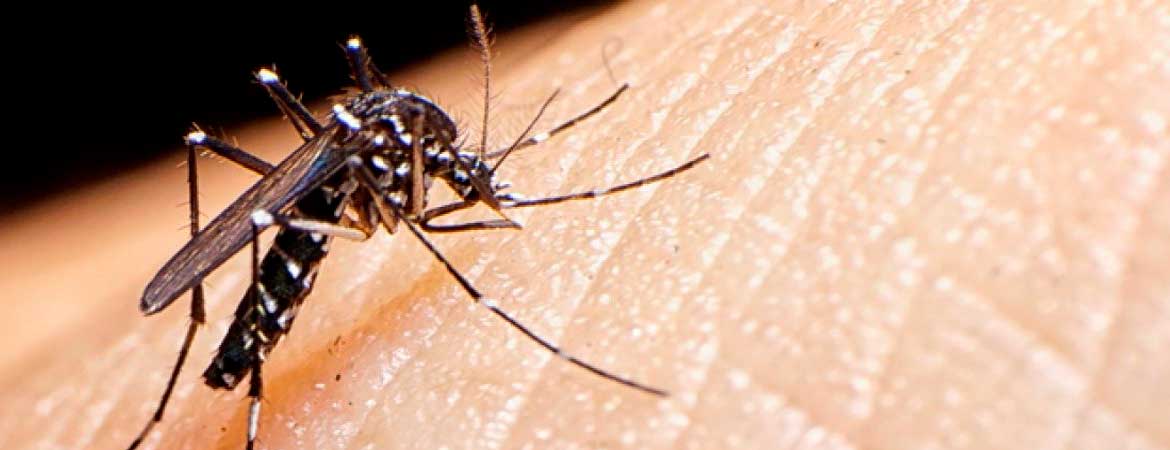 dengue